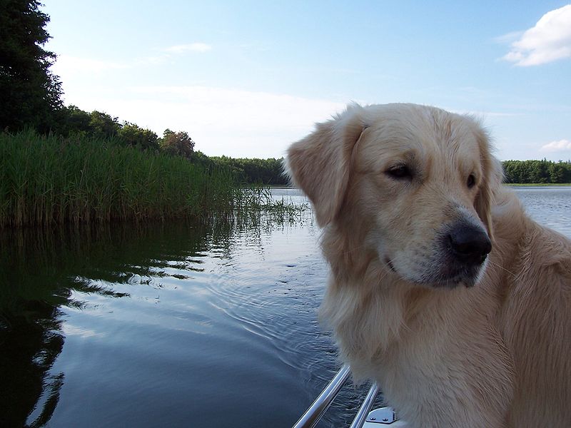 Golden retriver