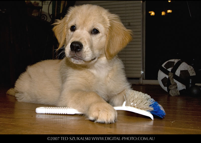 Golden retriver